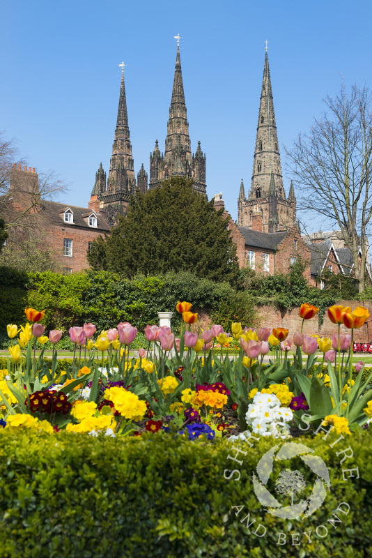 Springtime in the Garden of Remembrance overlooked by the medieval cathedral, Lichfield, Staffordshire, England.