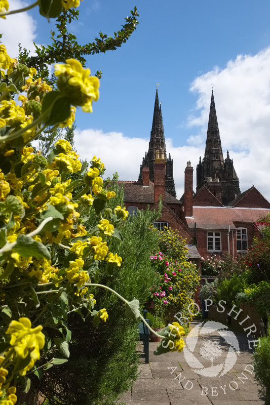 The garden at Erasmus Darwin House in the shadow of Lichfield Cathedral, Staffordshire, England.