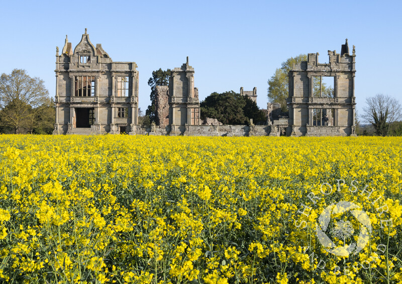 Oilseed Rape and Moreton Corbet Castle, near Shawbury, Shropshire.