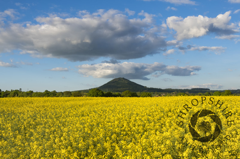 An oilseed rape field beneath the Wrekin, seen from near Cressage, Shropshire.