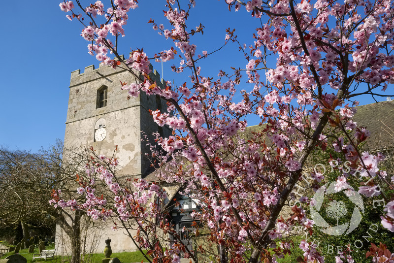 Spring blossom outside St James' Church in the village of Cardington, Shropshire.