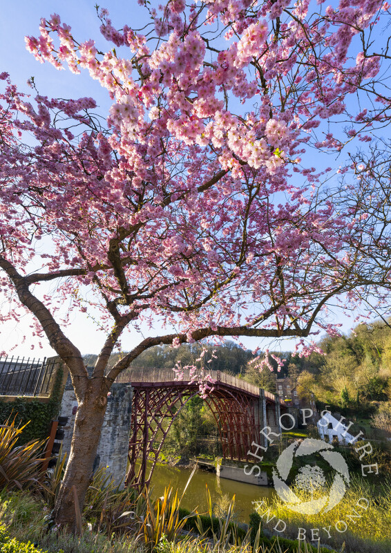 Blossom beside the Iron Bridge in Ironbridge, Shropshire.