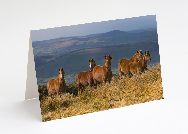 Wild Ponies on Brown Clee, Shropshire.