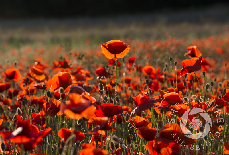 Poppies at sunset in a field at Shifnal, Shropshire.