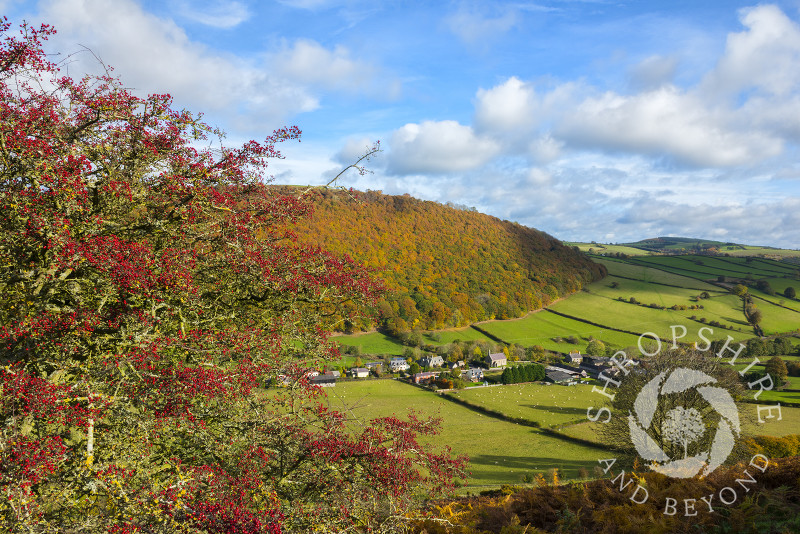 Hawthorn berries on Caer Caradoc above the village of Chapel Lawn in the Redlake Valley near Clun, Shropshire.