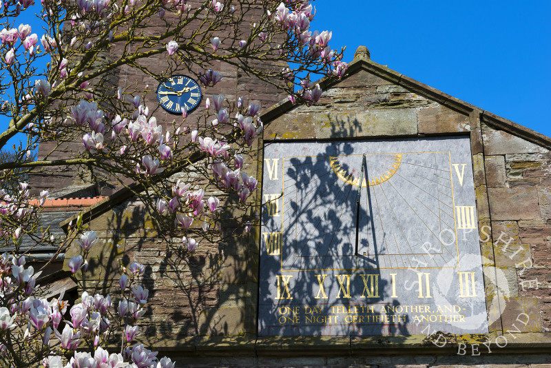 Magnolia blossom casts a shadow on the sundial above the main entrance to St Peter and St Paul's Church in Weobley, Herefordshire, England.