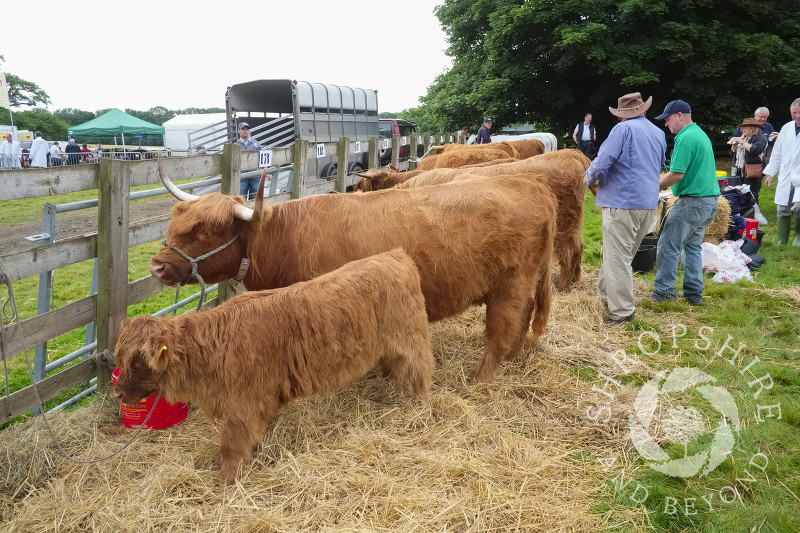 Highland cattle at Burwarton Show, near Bridgnorth, Shropshire, England.