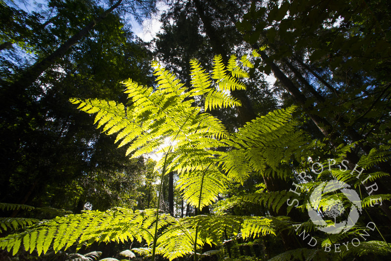 Sunlight highlights a fern in Comer Wood, near Bridgnorth, Shropshire, England.