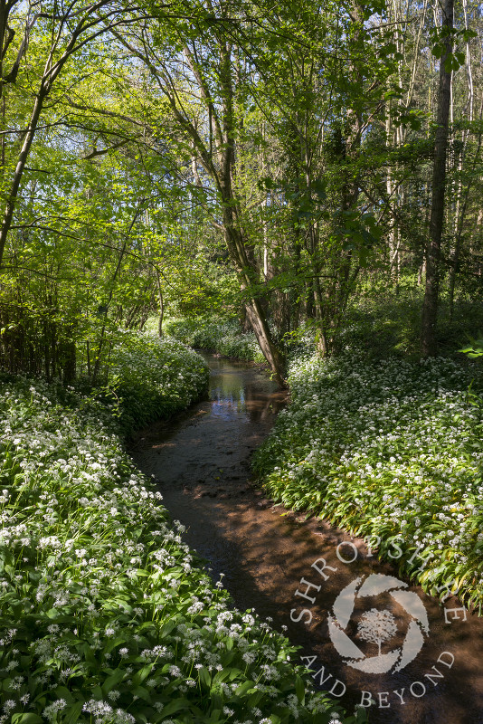 The Wesley Brook in Shifnal winding its way through a sea of wild garlic, Shropshire.