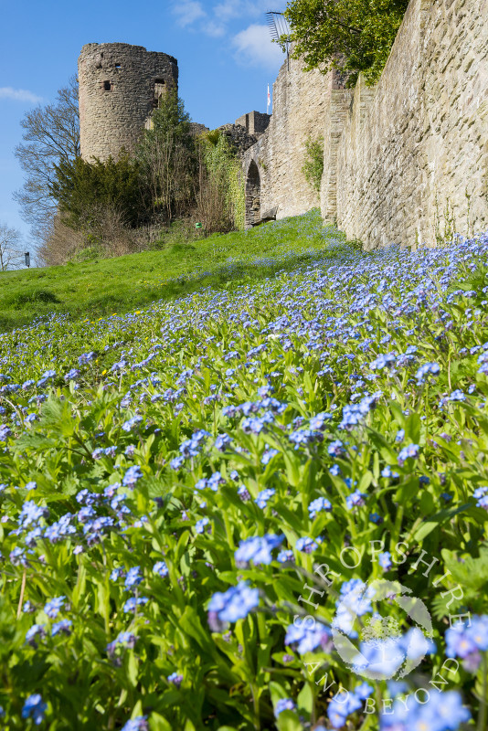 A bank of forget-me-nots beneath a wall at Ludlow Castle in Shropshire.