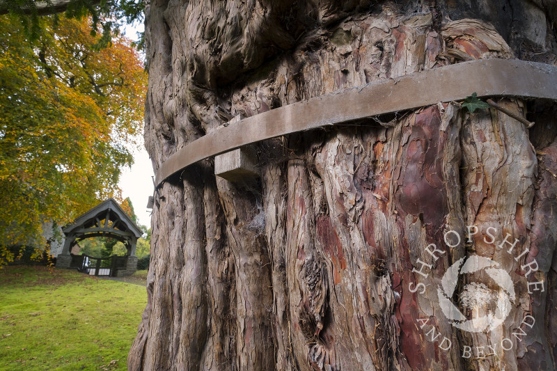 The ancient yew in the churchyard of St John the Baptist at Church Preen, Shropshire.