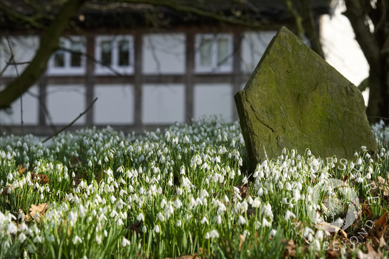 Snowdrops among the gravestones at St Peter's Church, Stanton Lacy, Shropshire.