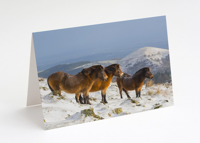 Ponies on the Stiperstones, Shropshire.
