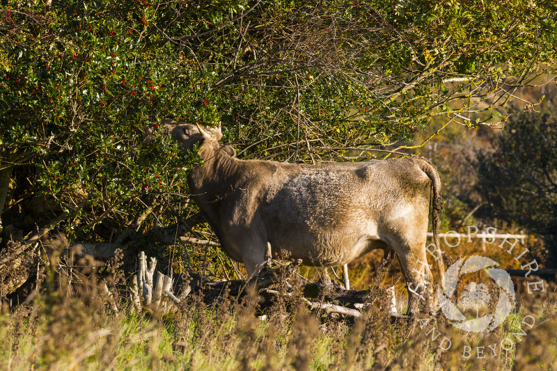 Cow eating holly leaves on the Hollies Nature Reserve, Stiperstones, Shropshire.