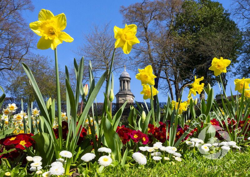 Daffodils in the Dingle overlooked by St Chad's Church, Shrewsbury, Shropshire.