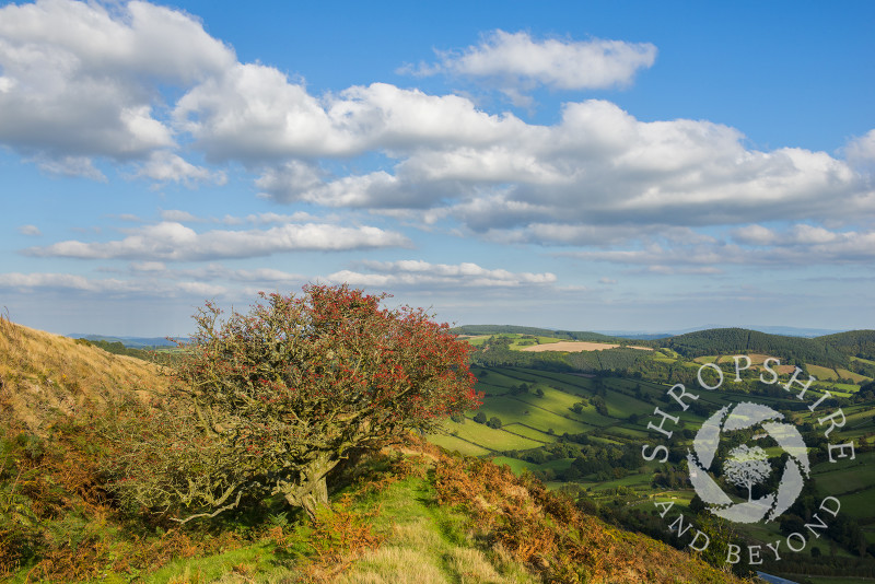 A hawthorn tree laden with berries on the ramparts of Caer Caradoc Iron Age hill fort near Chapel Lawn, Clun, Shropshire.