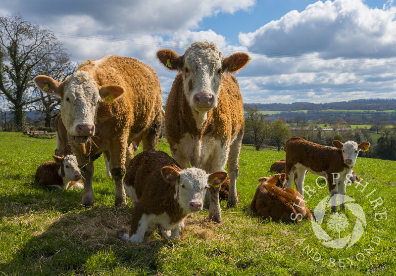 Hereford cattle grazing at Stone Acton, near Cardington in Shropshire, with Wenlock Edge seen in the distance.