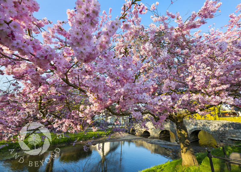 Cherry blossom beside the River Clun in the town of Clun, south Shropshire.