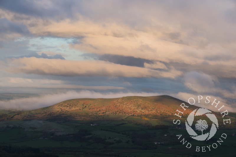 Early morning light on Corndon Hill, Powys, seen from the Stiperstones, Shropshire.