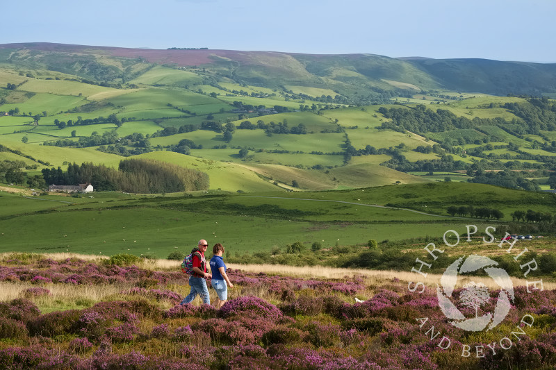 Walkers amid the purple heather on the Stiperstones, with the Long Mynd seen in the distance, Shropshire Hills, Shropshire, England.