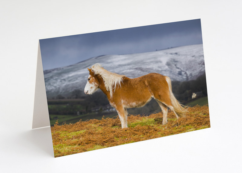 Wild pony on Hopesay Common, near Craven Arms, Shropshire.