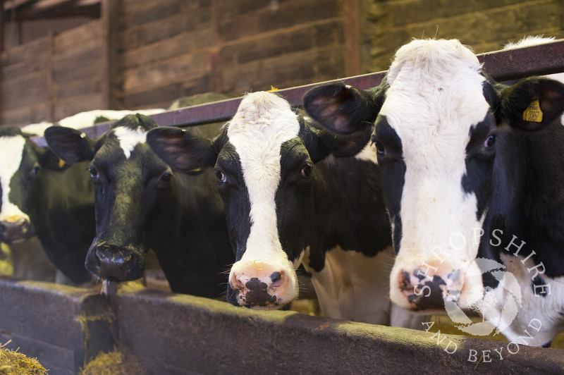 Cows in a barn at Middle Farm, Shelve, on the Stiperstones, Shropshire, England.