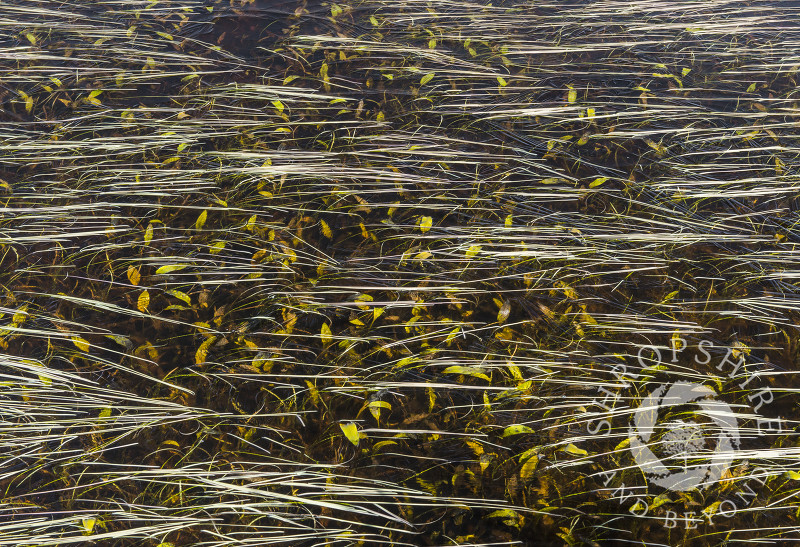 Frozen grass under the ice on a Long Mynd pool, Shropshire.