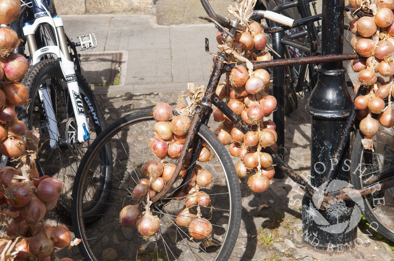 Onions displayed on a bicycle at the Ludlow Food Festival, Shropshire, England.