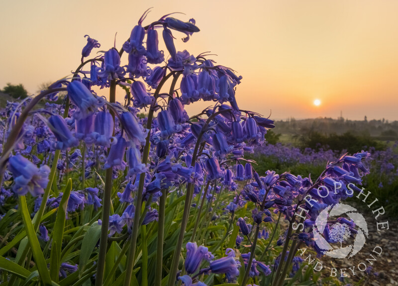 Bluebells at sunrise on Old Oswestry Hill Fort, Shropshire.