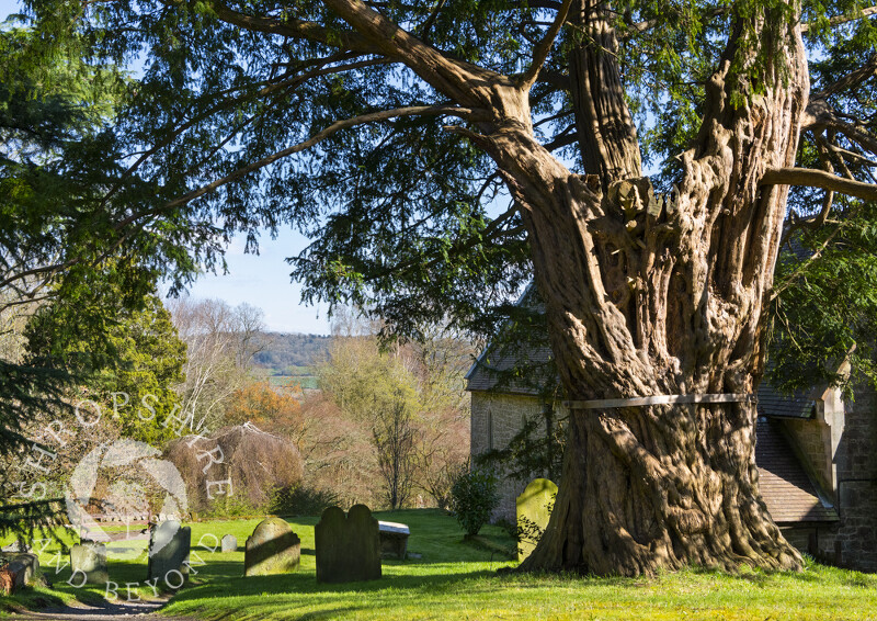 The yew at St John The Baptist, Church Preen, with Wenlock Edge, Shropshire
