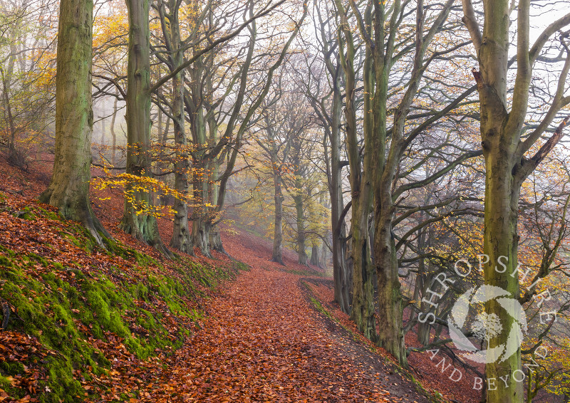 Autumn leaves along the Beech Walk on the Wrekin, Shropshire, England.