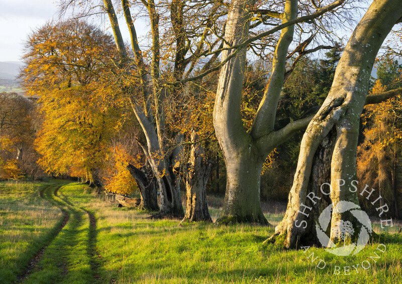 Autumn on Linley Hill, near Norbury, Shropshire.