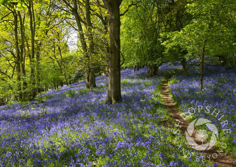 A path winds through bluebells on the Wrekin, Shropshire.