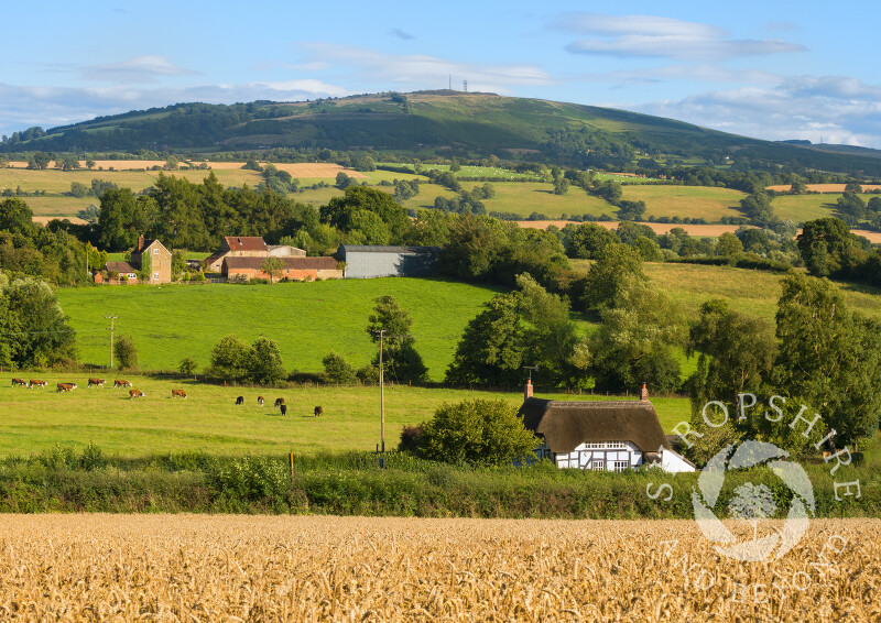 A thatched cottage nestles under Brown Clee hill in front of a wheat field at Shipton, near Much Wenlock, Shropshire.