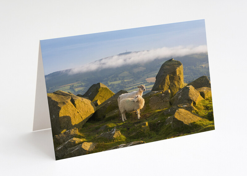 Sheep at sunrise on Titterstone Clee, Shropshire.