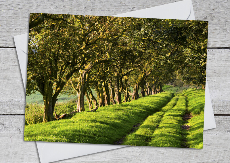 Drovers' road on Adstone Hill, near the Long Mynd, Shropshire.