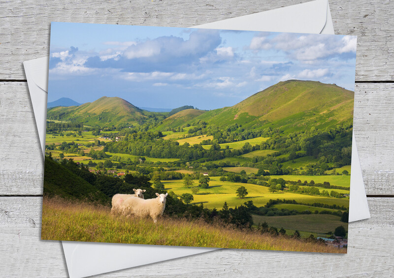 Sheep on the Long Mynd in front of Caer Caradoc and the Lawley, Shropshire.