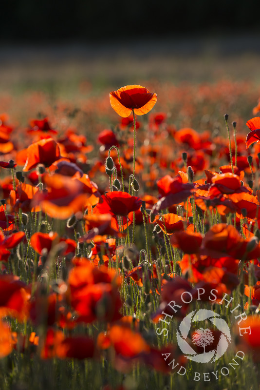 Poppies at sunset in a field at Shifnal, Shropshire.