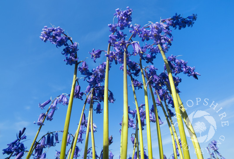 Bluebells at High Vinnalls in Mortimer Forest, near Ludlow, Shropshire.