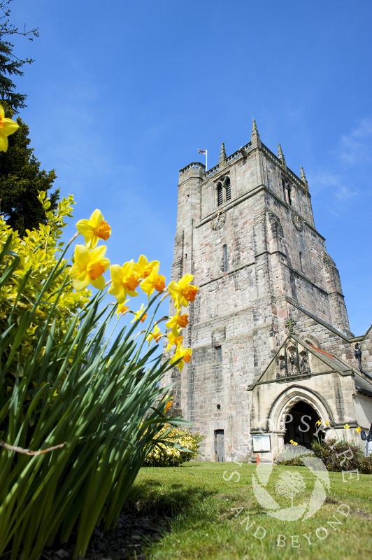 Daffodils growing near St Oswald's Church in Oswestry, Shropshire, England.