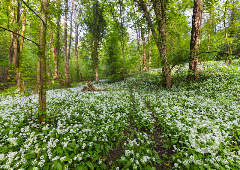 A carpet of wild garlic in Corbett's Dingle, Coalport, Shropshire.
