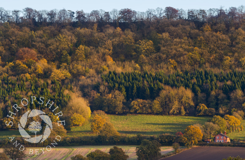 Late afternoon light picks out autumn colour on Wenlock Edge.