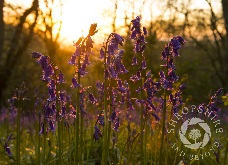 Bluebells silhouetted at sunrise on Ercall Hill, near the Wrekin in Shropshire.