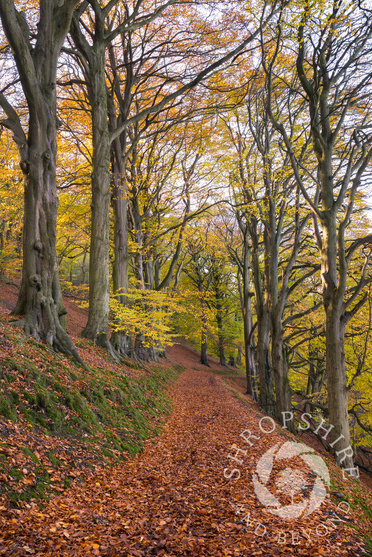 The Beech Walk on the Wrekin in autumn, Shropshire.