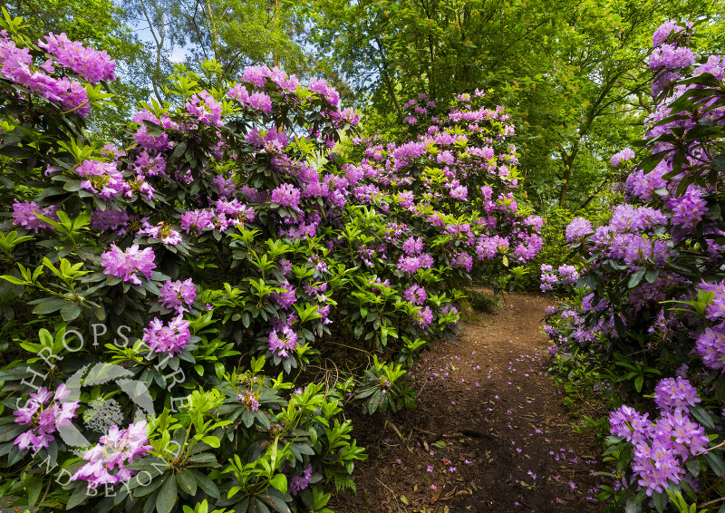 A path leads through Quarry Wood nature reserve, near Hinstock, Shropshire.