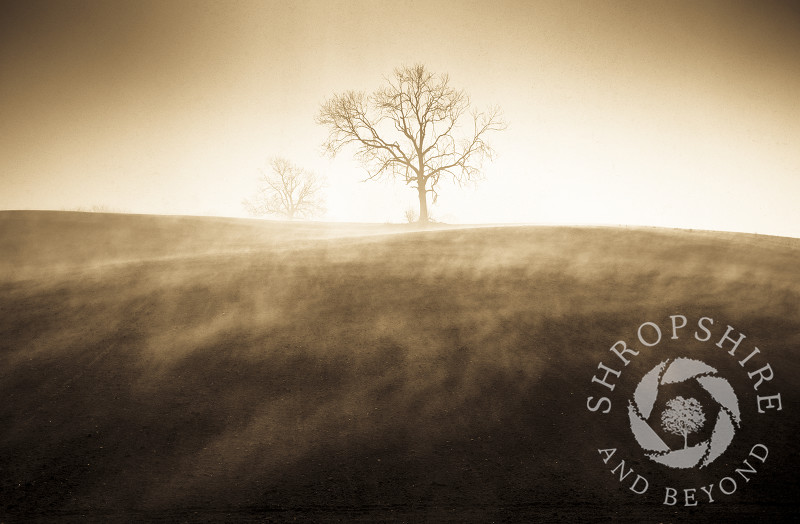 Trees in mist near Bridgnorth, Shropshire, England.