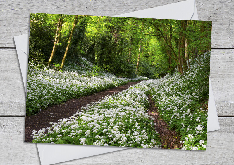 Wild garlic along the old railway line at Much Wenlock, Shropshire.