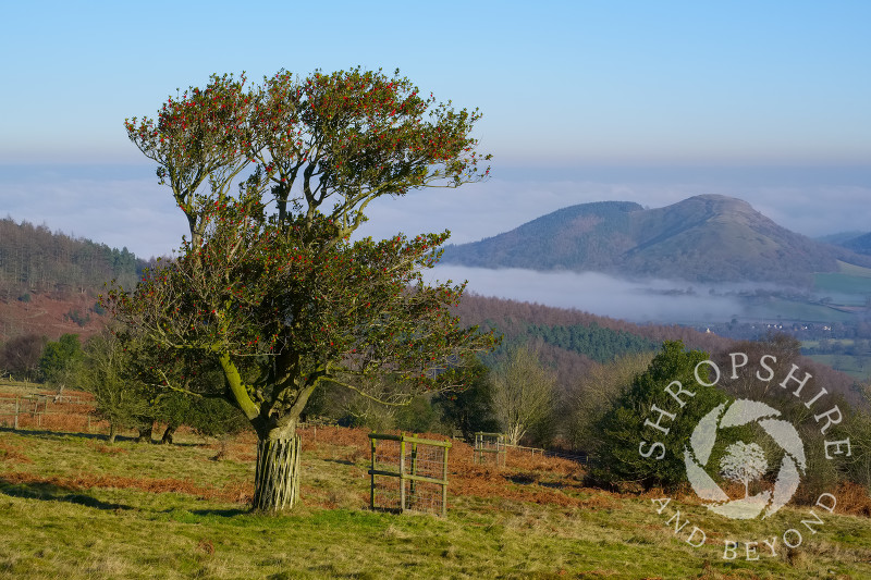 An ancient holly tree on the Hollies Nature Reserve, overlooking Earl's Hill and Pontesford Hill, Shropshire.