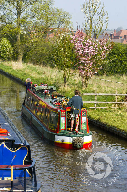 Canal boats and spring blossom at Ellesmere Wharf on the Llangollen Canal, Shropshire, England.