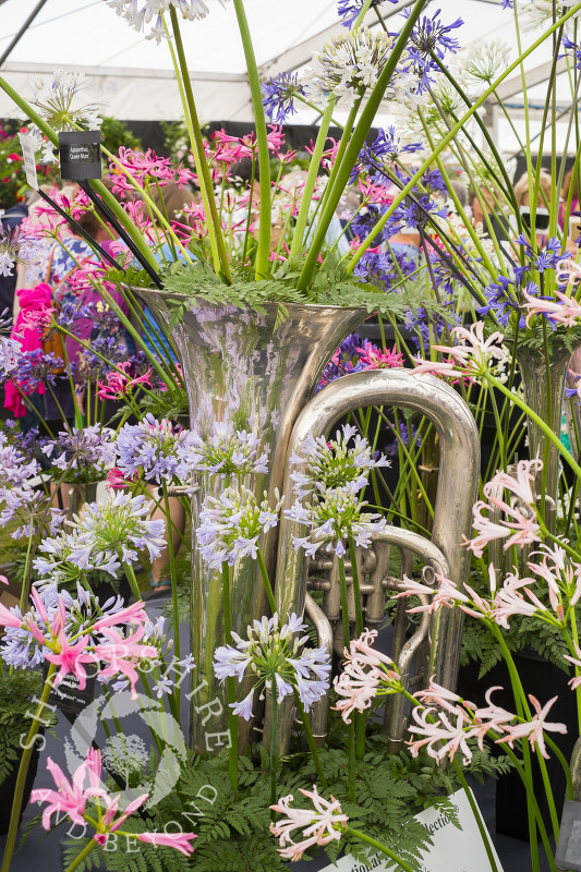 Tulbaghias from the National Plant Centre on display at Shrewsbury Flower Show, Shropshire.